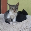 4 pui pisica