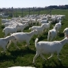 100 capre saanen cu acte de origine, fatate 250 euro au intre 1,5 ani si 2 ani