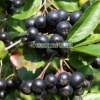 Arbusti fructiferi: Aronia, Agris, Goji