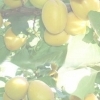 Pepiniera pomicola comercializam pomi fructiferi altoiti certificati