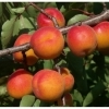Pomi fructiferi altoiti Certificati