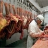 Se cauta barbati la dezosat porc in abator in Olanda-1600EUR/luna net