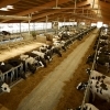 Se cauta personal  la ferme de vaci-1400-1600Euro