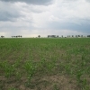 Teren agricol 5,000 mp in Clinceni, Ilfov