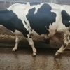 Vand 5 vaci Holstein pe lapte, au intre 3-4 fatari.