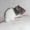 Vând șobolani (Fancy Rats), Dumbo și Top-Ear