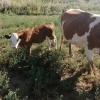Vand vaca cu vitel baltata romaneasca,a