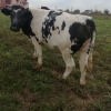 Vand   vaci Holstein , baltate romanesti,Angus si juninci charolaise